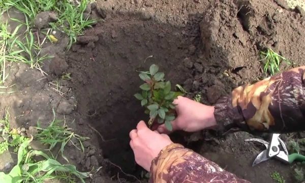 Planting roses in the ground