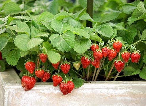 Planting with strawberries will affect the taste