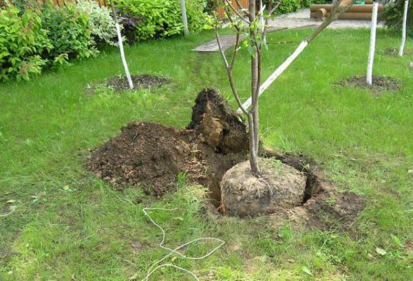 Plantarea unui răsad de cireșe