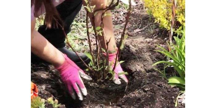 planting a hydrangea seedling