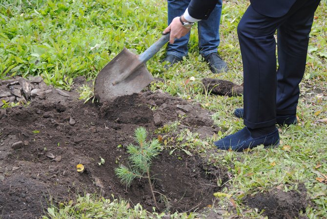 Planting a seedling in the ground