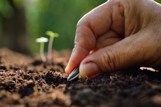 plantând semințe în pământ