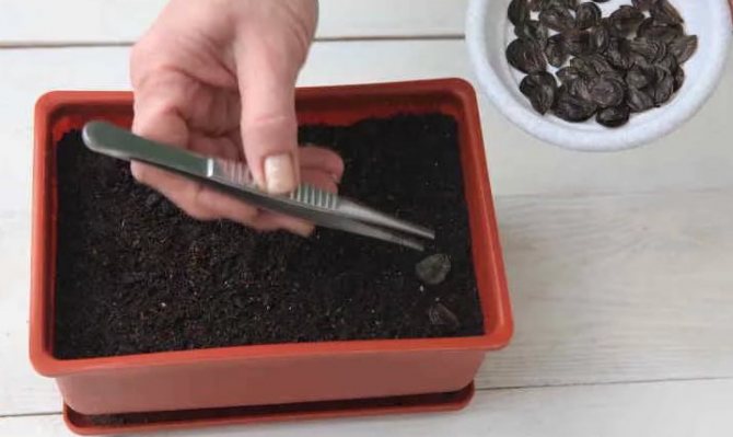 Planting hippeastrum seeds