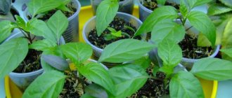 Засаждане на семена от пипер за разсад у дома: правила за сеитба