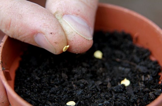 Výsadba semen pepře