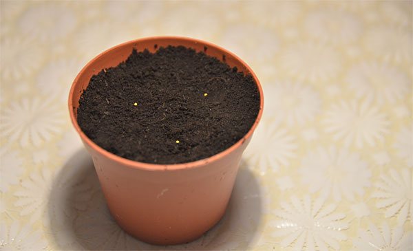 زرع بذور البطونية في الأرض
