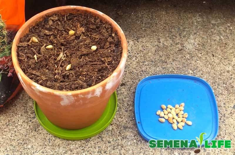 výsadba semen sakury