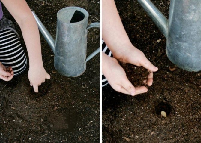 Plantering av pumpafrön i öppen mark