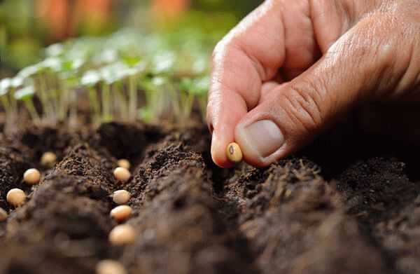 planting seeds in open ground