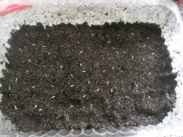 Výsadba semen v zemi