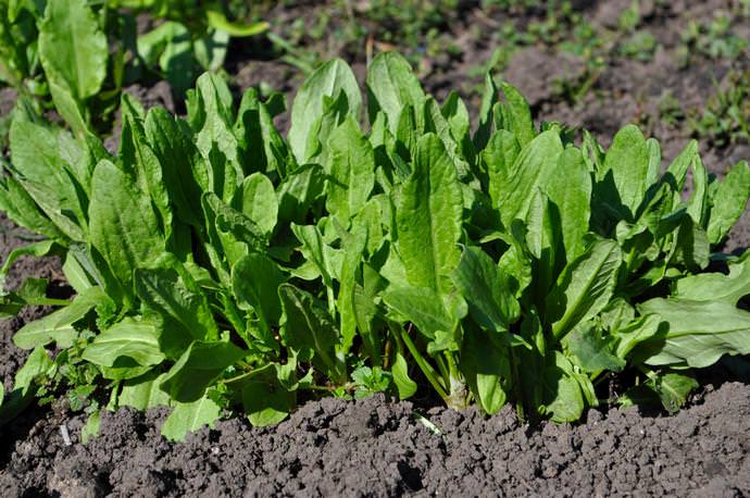Planting sorrel in the fall allows for an earlier harvest of healthy green crops