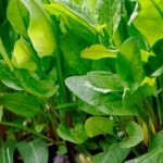Planting sorrel seeds in spring and autumn before winter