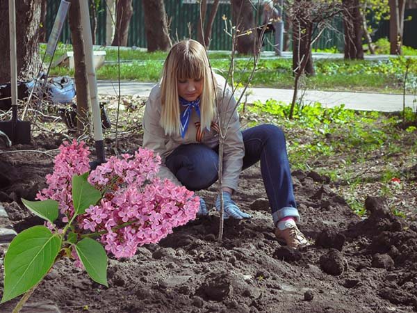 planting lilacs