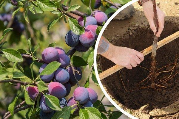 planting plums