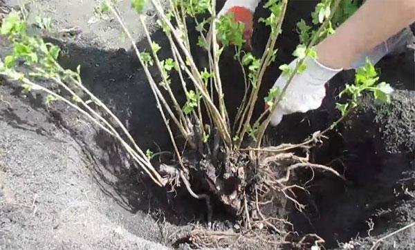 planting currants