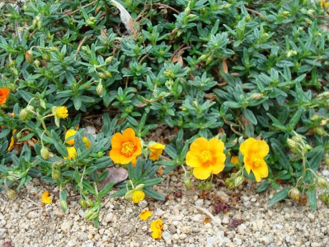 Plantarea floarea-soarelui în teren deschis