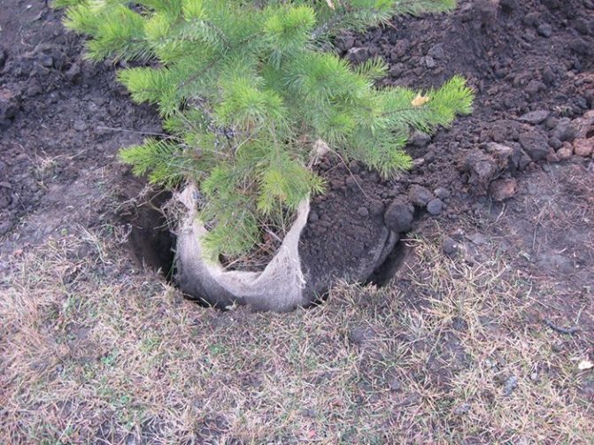 planting pine trees in the ground