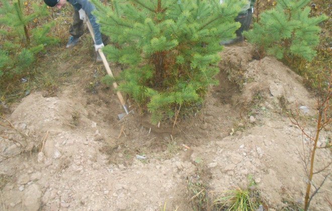Výsadba borovice