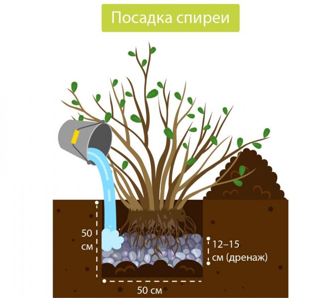 Planting rowan-leaved spirea