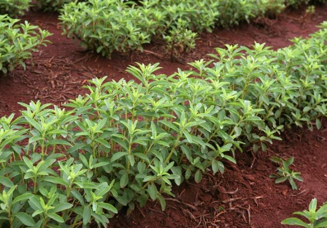 Planting stevia outdoors
