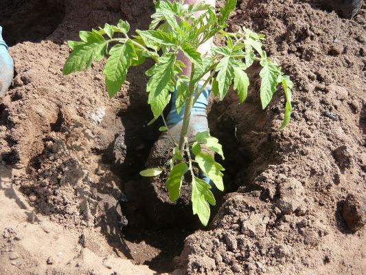 planting tomato in exhaust gas