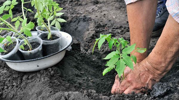 Planting tomatoes in the ground