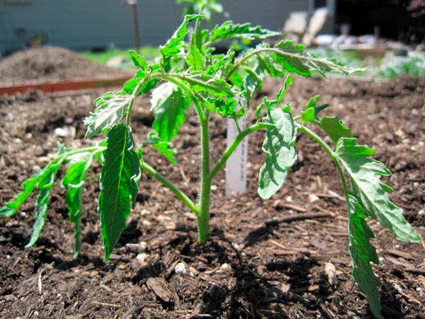 Plantera tomater