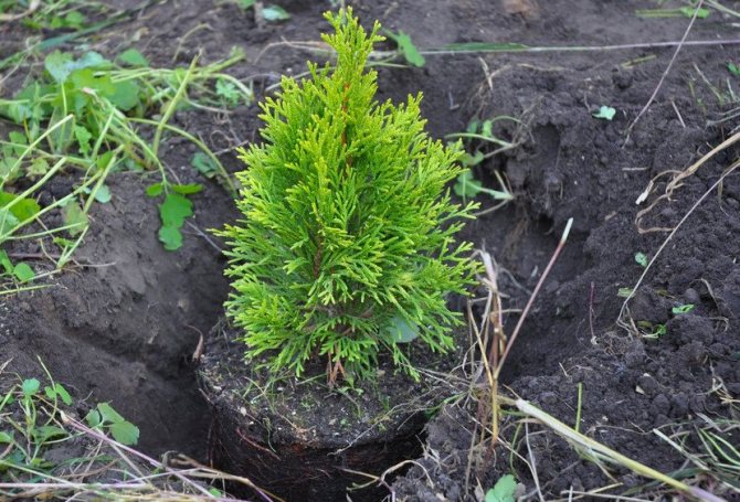 Planting a thuja in the spring