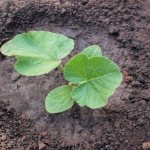 Výsadba dýňových semen a sazenic