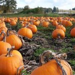 Planting pumpkin in open ground - from seed to large pumpkin, the effect of size on taste, planting timing