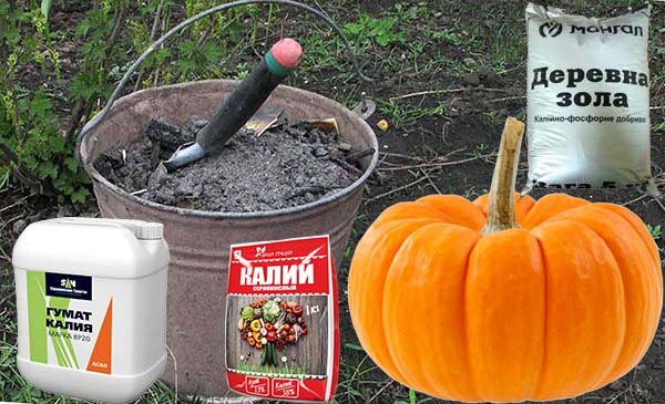 Plantera pumpa utomhus - från frö till stor pumpa