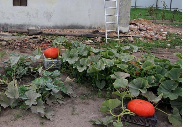 Planting pumpkin outdoors - from seed to large pumpkin