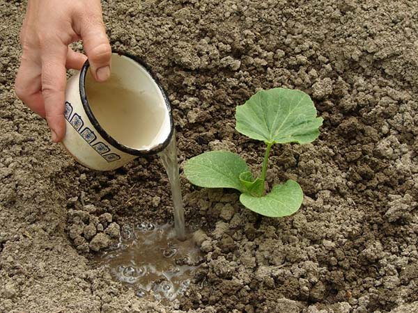 Plantera pumpa utomhus - från frö till stor pumpa
