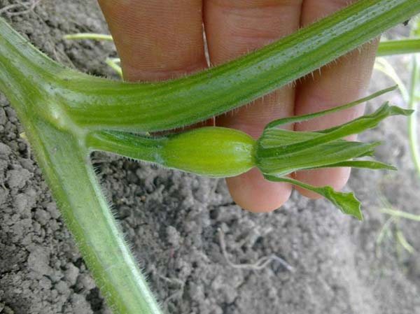 Засаждане на тиква на открито - от семена до голяма тиква