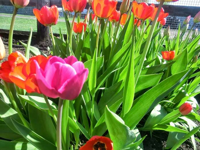 Pěstování tulipánů venku na podzim - několik tajemství