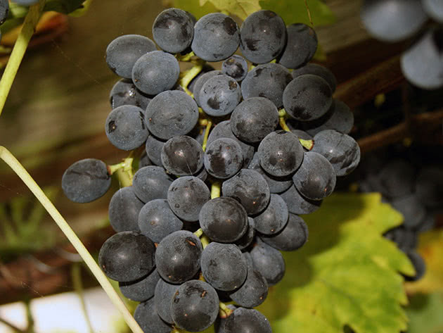 Засаждане на грозде през есента