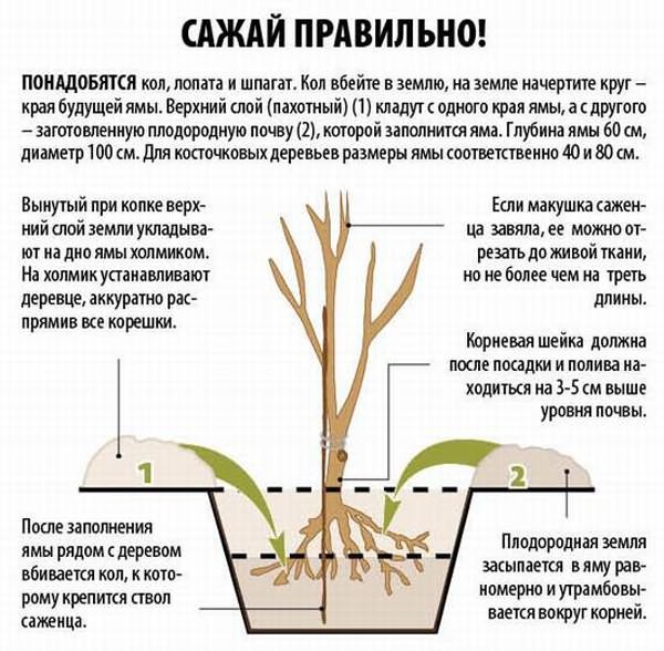 Plantarea cireșelor primăvara și toamna: cum să plantați corect