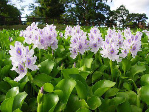 planting water hyacinth