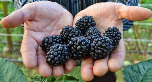 زراعة ونمو ورعاية التوت الأسود في جبال الأورال وسيبيريا ، أفضل الأصناف