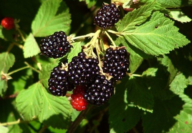Menanam, menanam dan merawat blackberry di Ural dan Siberia, varieti terbaik