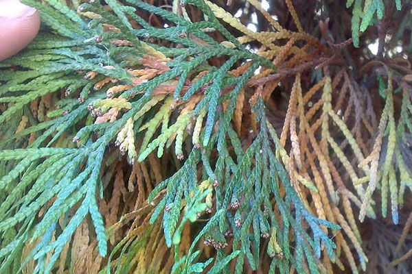 Planting, growing and caring for thuja. Very useful information
