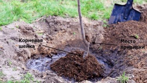 زراعة أشجار التفاح في الخريف في منطقة لينينغراد.عملية زراعة شجرة تفاح في الخريف