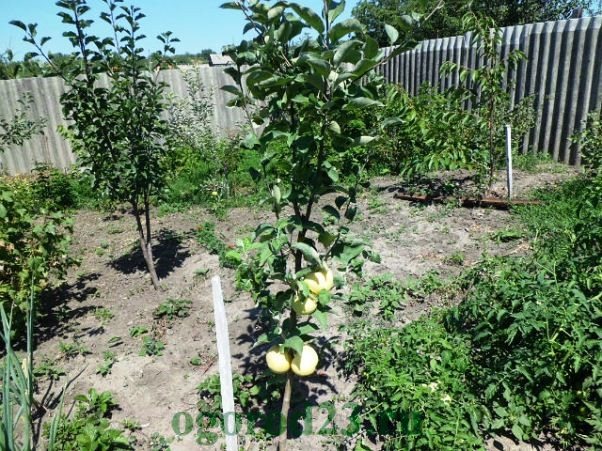 Plantering av ett äppelträd 8