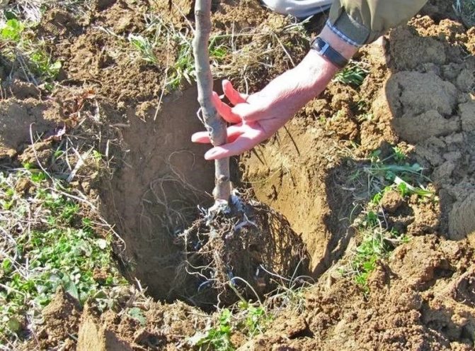 Planting an apple tree in spring