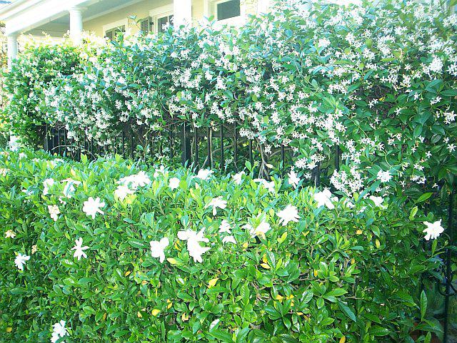 planting jasmine in spring