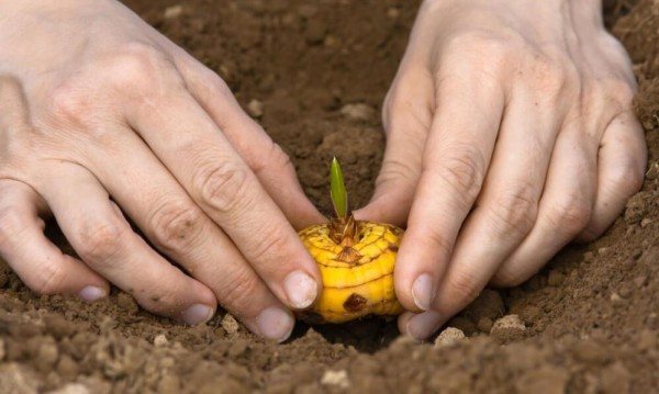 plantera en gul lök i marken