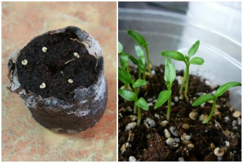 planting and sprouting