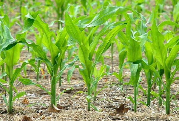 Planting corn