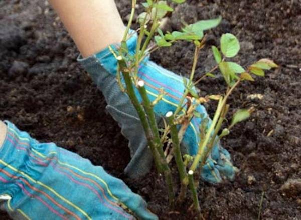 The planting season of roses in Siberia begins in May, when the soil warms up to 10 degrees.
