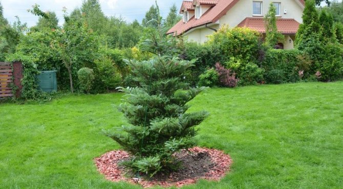 Planted fir